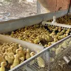 للبيع صوص بط بكيني عمر آسبوع