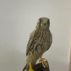 شبوط للبيع