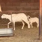 نعجه مع ضاينها