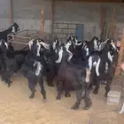 معزا عوارض 20 راس