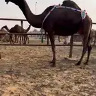 للبيع ضروبة ام ثالث