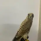 شبوط