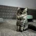 قطة للتبني