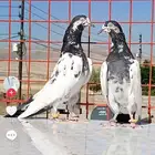 حمام باكستاني عشه كامله