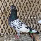 حمام باكستاني مستويات