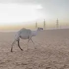 بكره وضحا قصب مقنوي اللي يبي