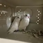 زوج روز البينو