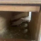 زوجين روز البينو منتجه