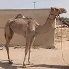 بكره هجن اصيل وسبوق وسلاله فل