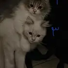 قطط للبيع
