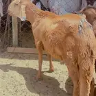 سواكن سواكن