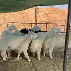 العدد 7 طليان حري ونجد