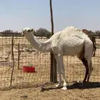قعود