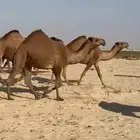 ذود ابل صفر كككفو وطيبه للبيع