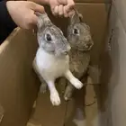 ارانب للبيع زوج