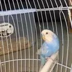 للبيع طير بادجي لون مميز