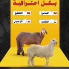 ذبايح حري سواكن