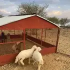 خروف ورخل فل شحم الموقع بني كبير