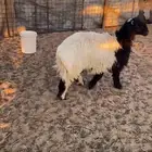 للبيع خروف نعيم الذي ثلاجه او تمايم. شرط