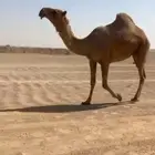 ابل