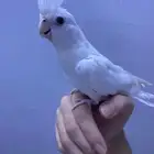كروان للبيع