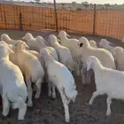 بهم تربيه من ثلاث الي شهرين ونصف