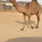 للبيع بكره دبيانيه طيبه