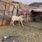 تيس فحل على جميع الشروط