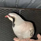 شنير