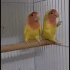 روز فاخر