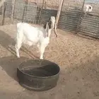 تيس جذع للبيع