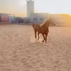 حصن