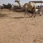 البكره الجذعه الكفووو