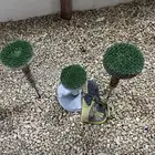 وكر حق صقر