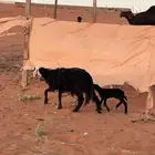 للبع السعر500
