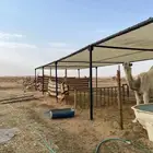 مضلات