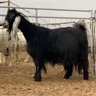 عنز عارضيه كفو