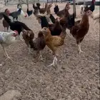 صوص دجاج العدد45