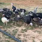 دجاج رومي