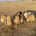 هرافى جذعان