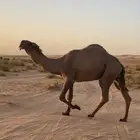 قعود على سلمان الصفر