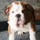 جراء انجليش بلدوغ للبيع