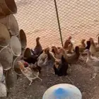 دجاج بلدي بياض