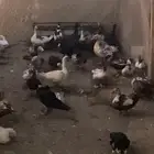 بط شهرمان
