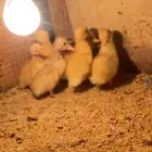 للبيع صيصان بط بكيني