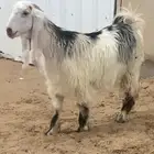 جذعه عارضيه خصم