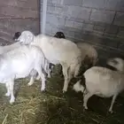 طلي اللي يبغاه فحل اوذبيحه