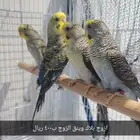 طيور