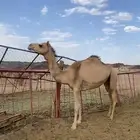 بكرة حرة أصيل