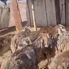 بهم سواكن